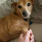 Rex
