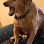 Rex