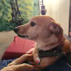 Rex