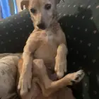 Rex