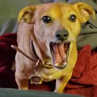 Rex