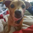 Rex