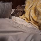 Mama