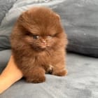 Rosie