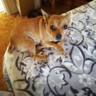 Peanut