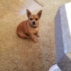 Peanut