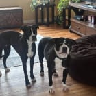 Google and Leeloo playing