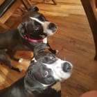 Google and Leeloo playing