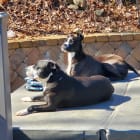 Google and Leeloo playing