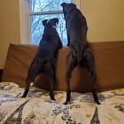 Google and Leeloo playing
