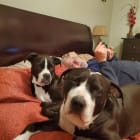 Google and Leeloo playing