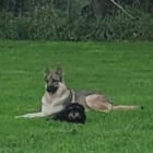 Loki and Henri