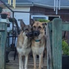 Loki and Henri