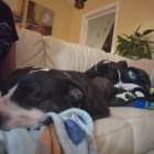 Google and Leeloo playing