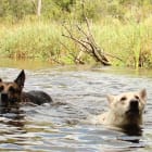 Moose and Polar Bear