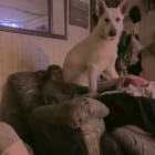Moose and Polar Bear