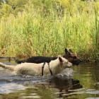 Moose and Polar Bear