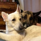 Moose and Polar Bear