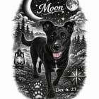 Moonlight