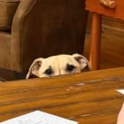 Petey