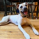 Petey