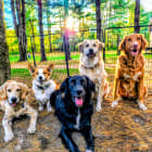 Crazy dogs