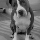 Deacon
