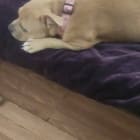 Lucy