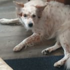 SNAP aka Noodle