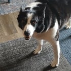 SNAP aka Noodle