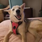 Ahsoka Penny Kevin