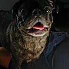 Darko