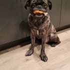 Darko