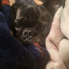 Darko