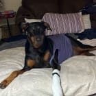 Briscoe