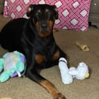 Briscoe