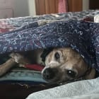 louie