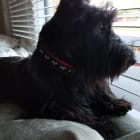 Finnegan