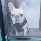 Frankie