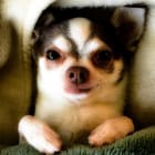 Tobi