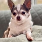 Tobi