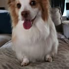 Draco