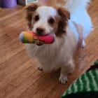Draco