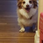 Draco