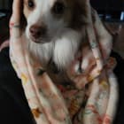 Draco