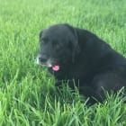 Molly