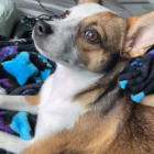 Lulu