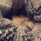Lulu