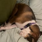 Lulu