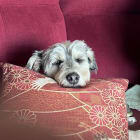 Millie